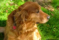 Wednesday Reflections After the Loss of My Dog