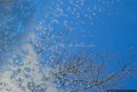 Stunning and Treacherous Southern Winter Monday Morning Reflections