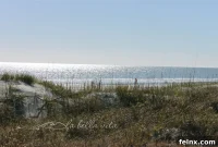 Serene Stillness of the Lowcountry Wilds