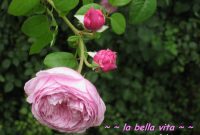Elegant Rosy Palettes for Garden Landscapes