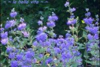 Exquisite Azure Tones The Gardens Most Rare Hue