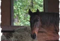 A Heartfelt Farewell to My Beloved Horse Ace