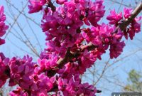 Nature In Full Bloom At Last