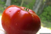 Expert Strategies for Growing Premium Quality Prize Winning Tomatoes