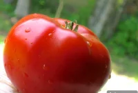 Exceptional Garden Fresh Tomato Recipes