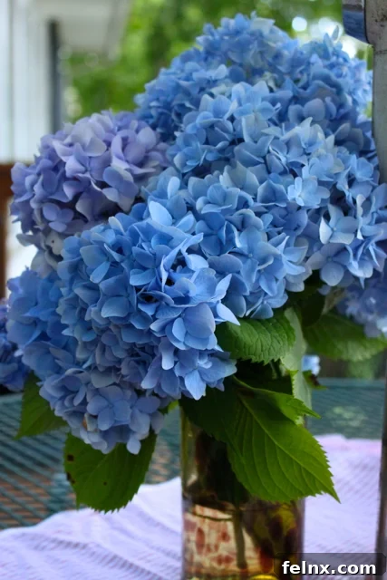Blue Hydrangeas