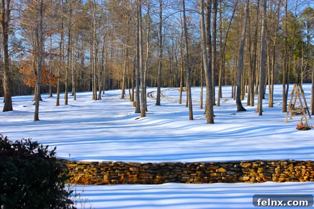 Winter Snow, Carolina's 2014