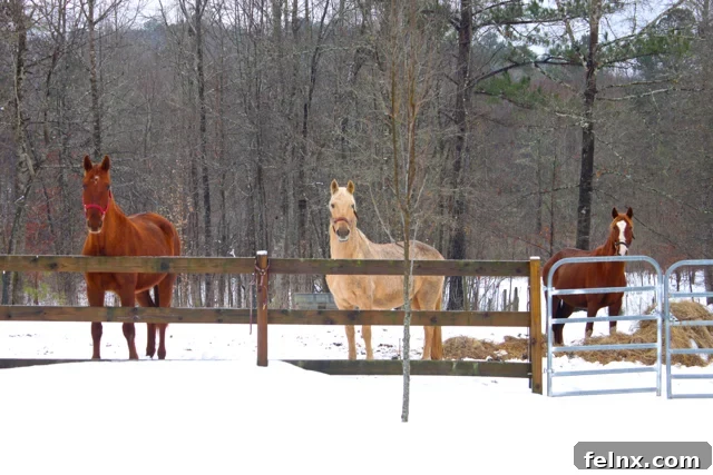 the horses are saying, 'What Is This White Stuff?'