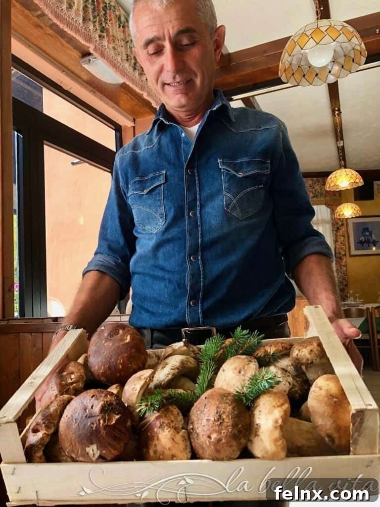 Freshly harvested porcini mushrooms