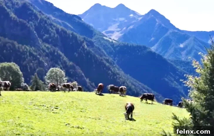 Hearty Mountain Tastes Authentic Alpine Comfort Food from Aosta Valley 4 Traditional Alpine cattle grazing in the Italian Alps