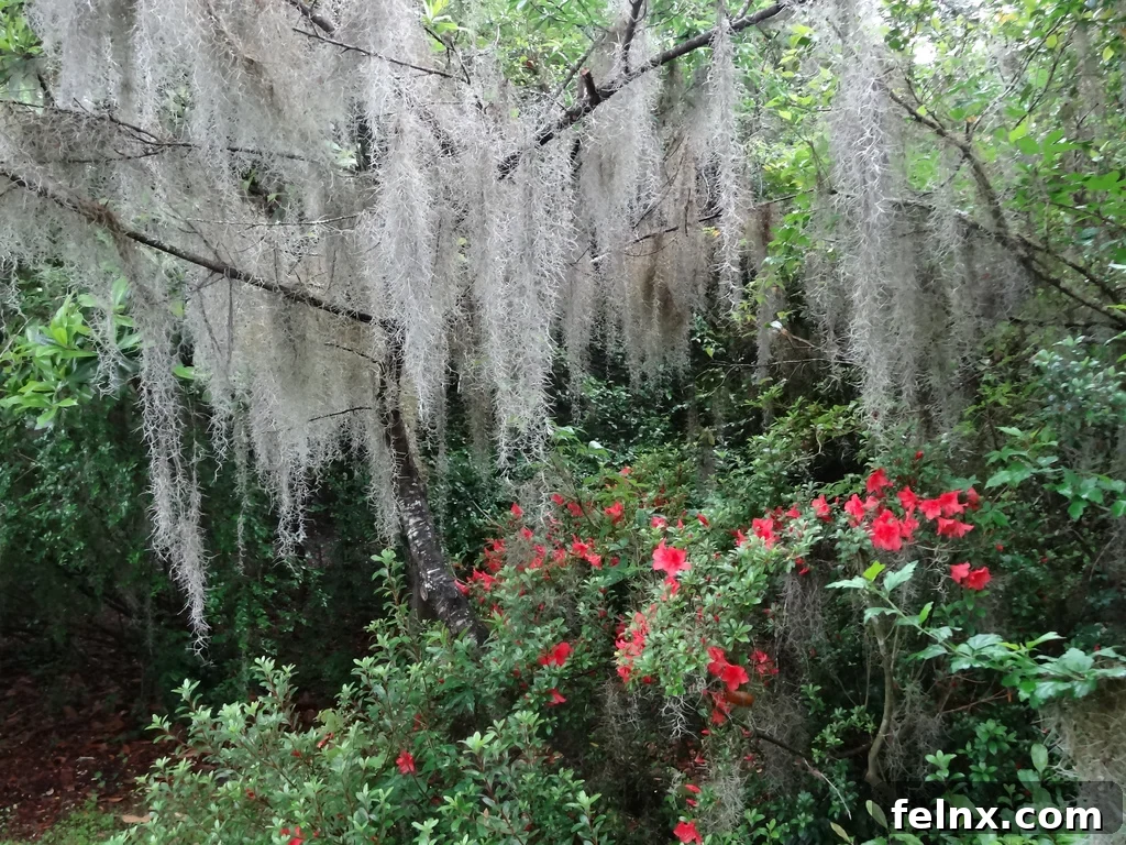 Spanish Moss and Azaleas in South Carolina