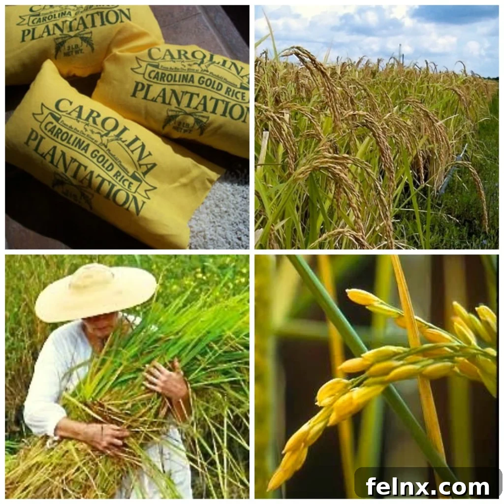 Carolina Gold Rice stalks
