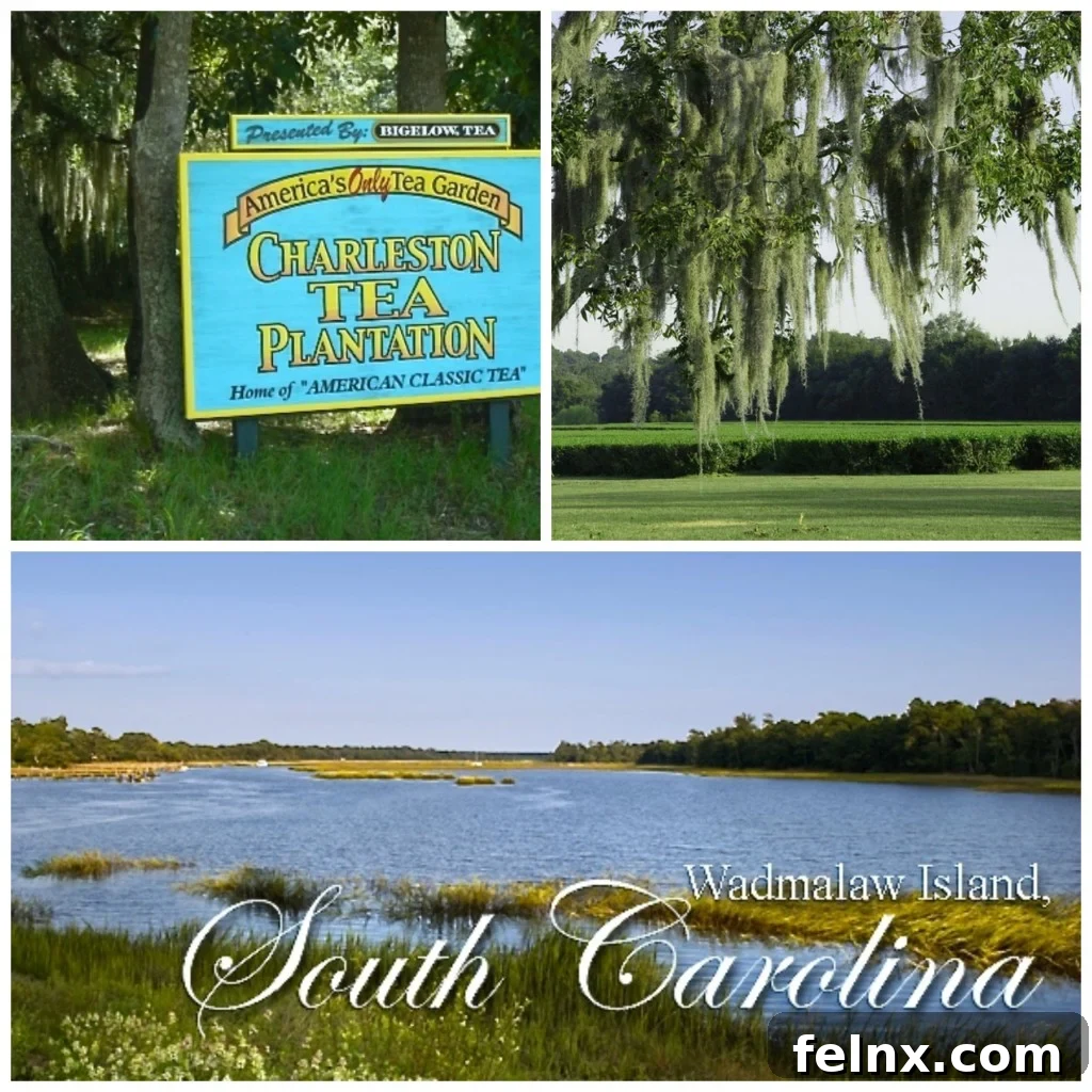 Charleston Tea Plantation