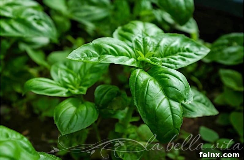 Fresh basil leaves being prepared