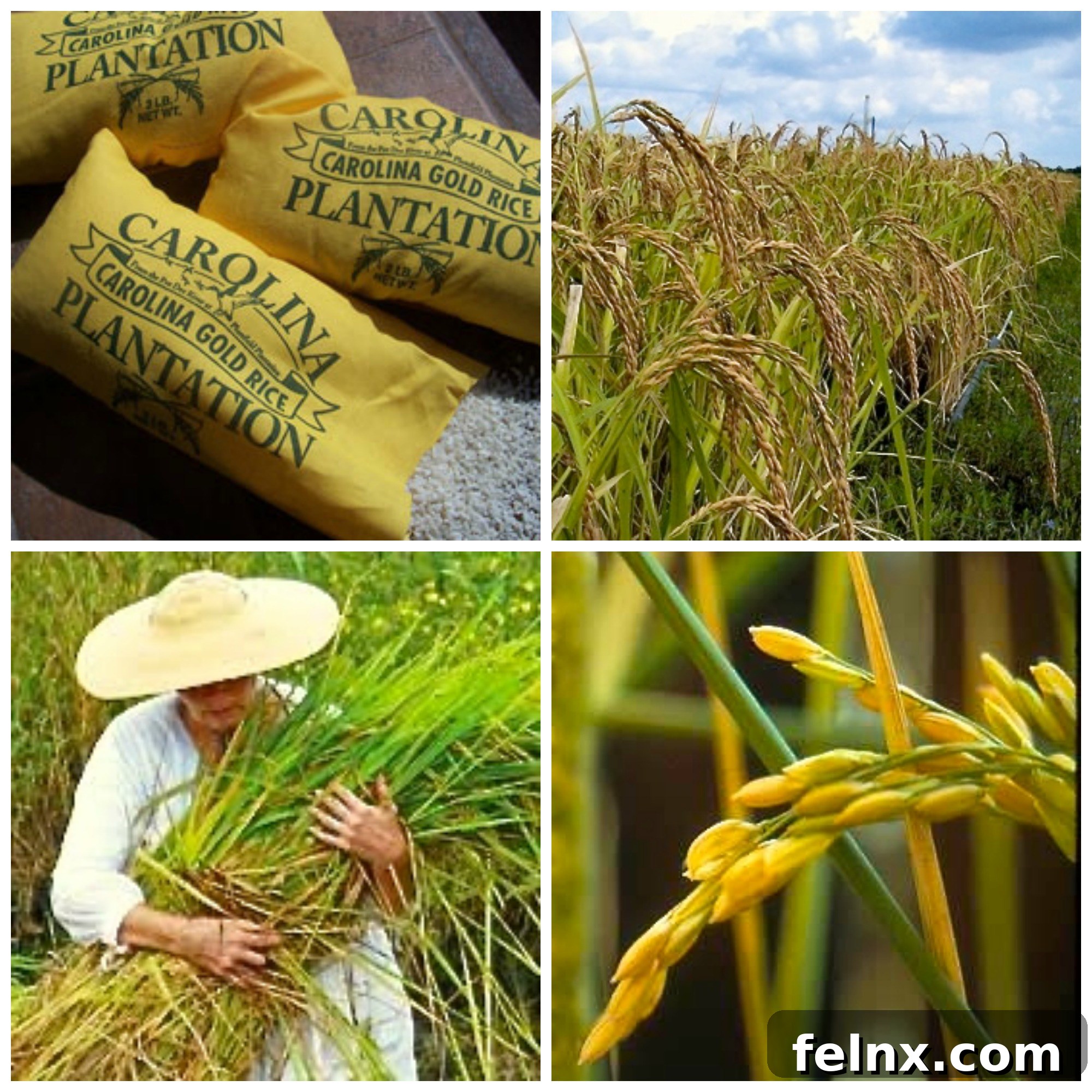 Carolina Gold Rice Stalks