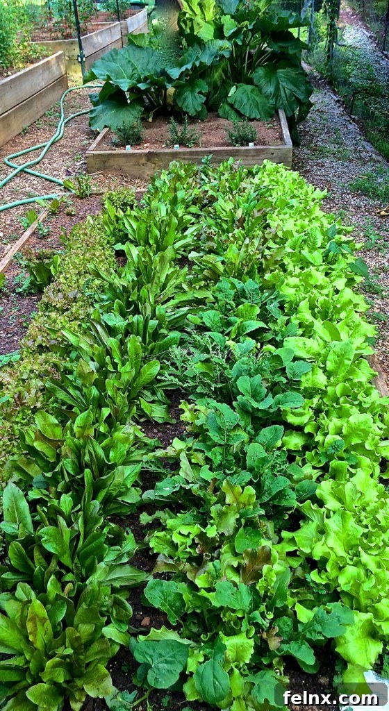 raised bed with four varieties of lettuce