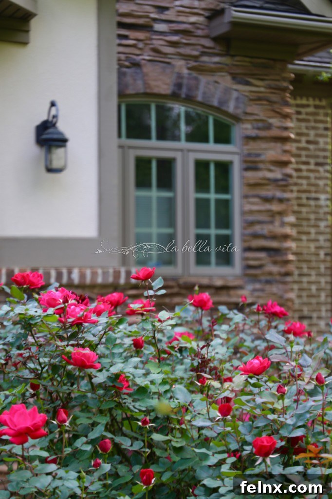 Vibrant pink Knock-Out roses in full bloom