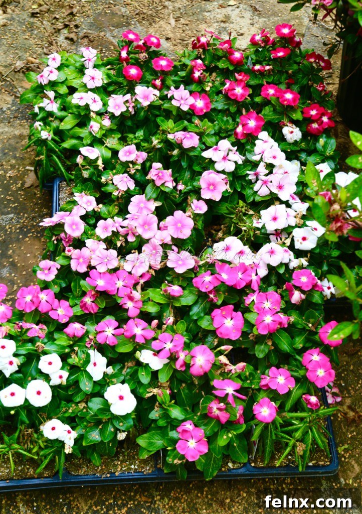 Hardy vinca flowers showing their resilience in the summer heat