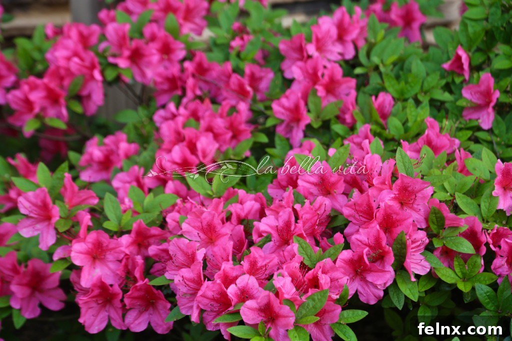 Vibrant pink Renee Michelle azaleas in full bloom against a house exterior
