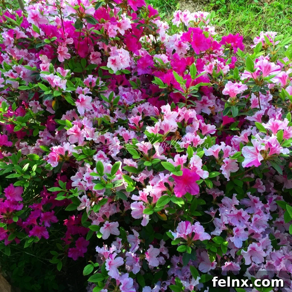 Encore azaleas featuring beautiful fuchsia and variegated petals