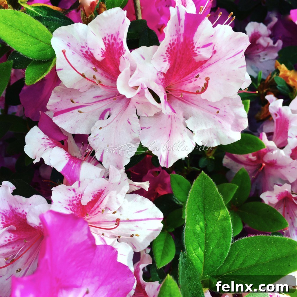 Close-up of delicate variegated azalea blossoms