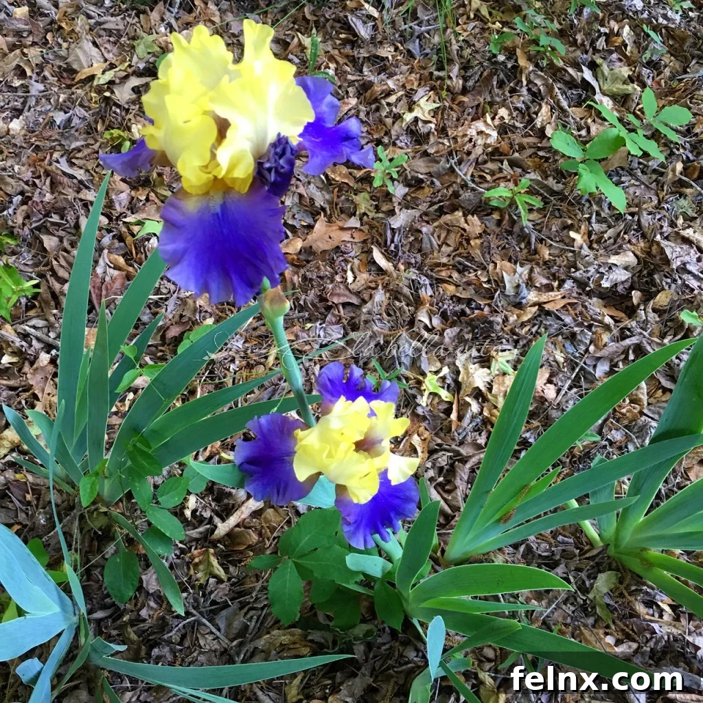 Stunning bicolored iris with cream and deep blue petals