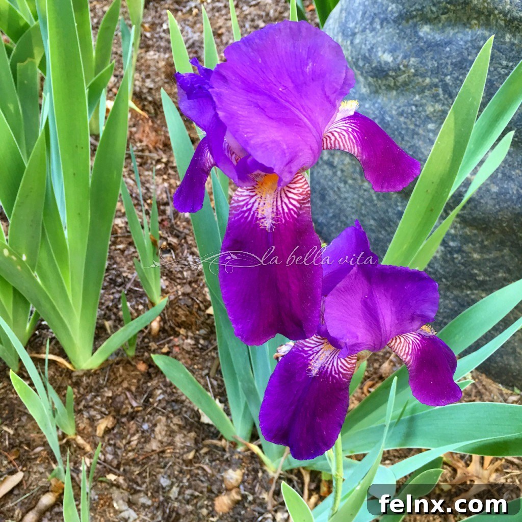 Beautiful blue iris flowers blooming in a sunny garden spot