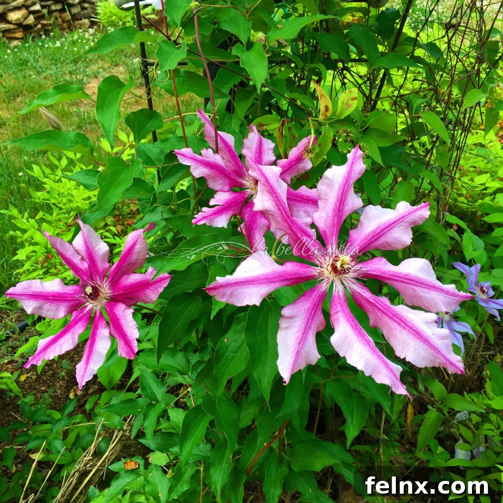 Nelly Moser Clematis climbing a garden lamp post with large striped flowers