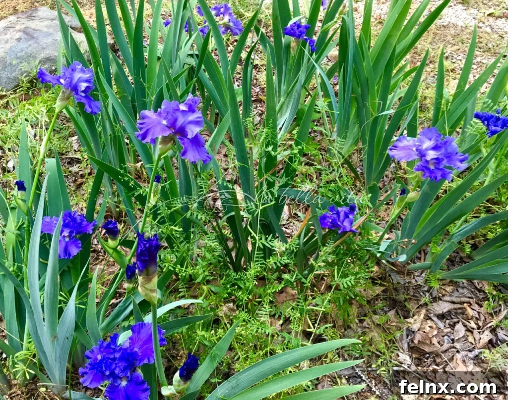 Lush garden bed with a mix of flowers and supporting greenery