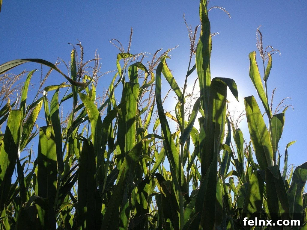 Fresh Iowa corn fields representing the American heartland