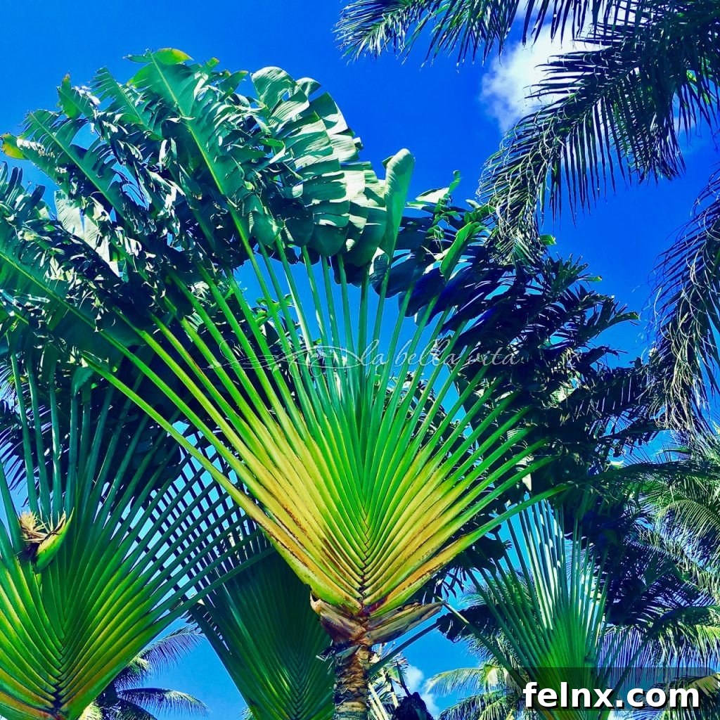 Unique Fanned Out Palm Trees