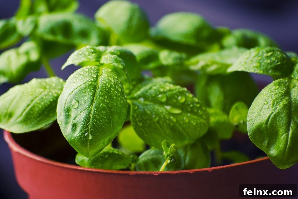 Fresh Basil Vinaigrette