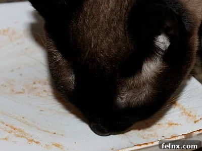 Coco the Siamese cat looking at the stew