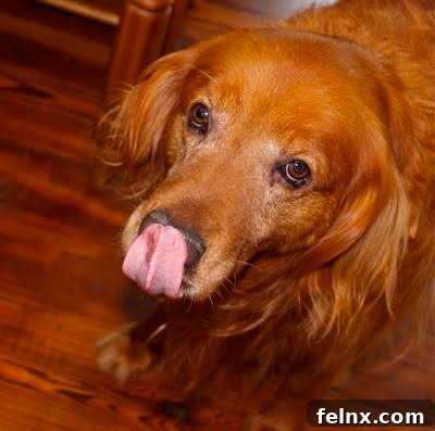 Golden Retriever Buckeye eating bread
