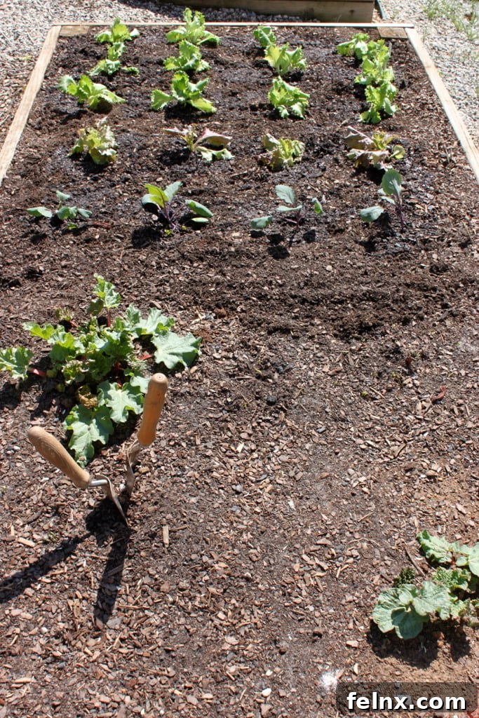 Rhubarb plants growing in composted manure
