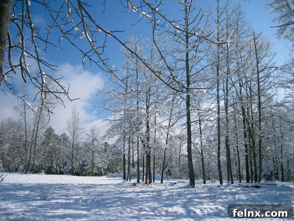 rare snowfall in the Carolinas