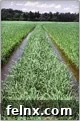 South Carolina Rice Fields Landscape