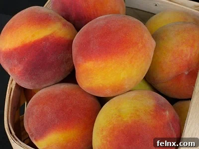 Fresh peach orchard harvest
