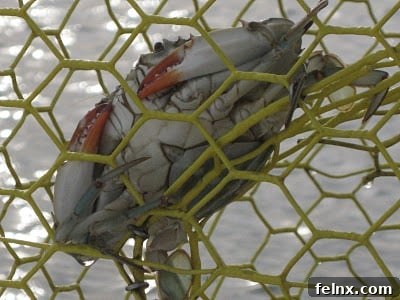 Close-up of a female blue stone crab