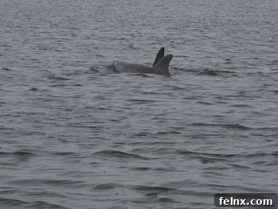 Dolphins swimming alongside the tour boat