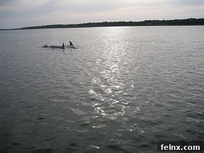 A pod of dolphins enjoying the warm Carolina waters