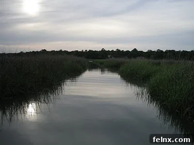The serene marshlands of the South Carolina Lowcountry