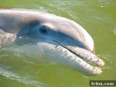 A bottlenose dolphin surfacing in the coastal waters