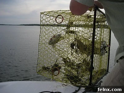 Learning how to catch blue stone crabs in South Carolina