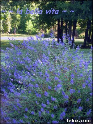 Beautiful blue Caryopteris flowers in a summer garden