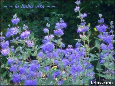 Close up of blue flowers attracting pollinators