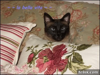 Blue-eyed Siamese cat Coco playing in pillows