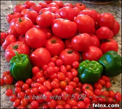 Freshly harvested tomatoes in a basket