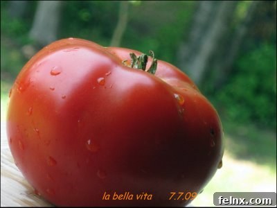 Beautiful garden fresh tomato