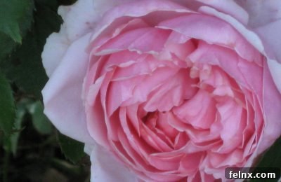 Beautiful spring roses in full bloom